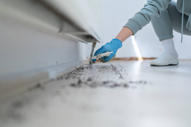 Best Termite Control Services  in St Elmo, IL